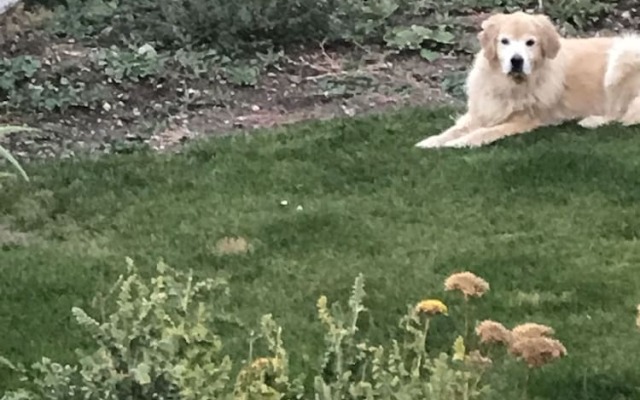 Old Taos Guesthouse Inn