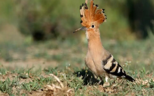 Quinta da Torre de Refoios