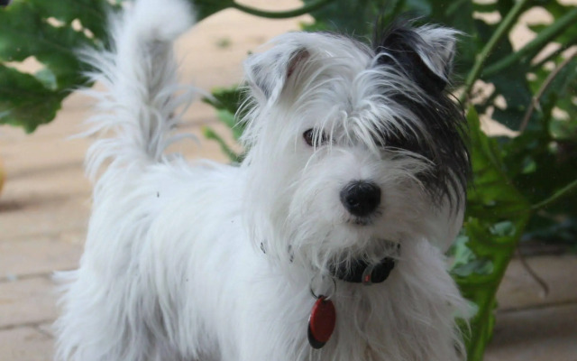 Greenock's Old Telegraph Station