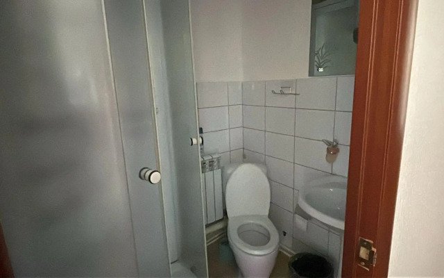 Кедр Золотой