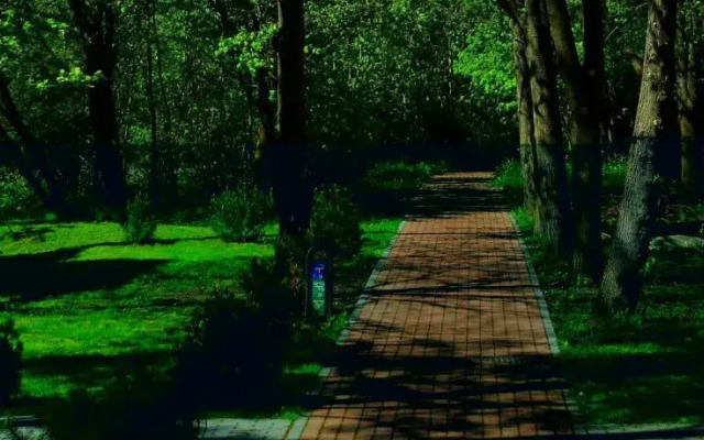 Pine Forest Lux