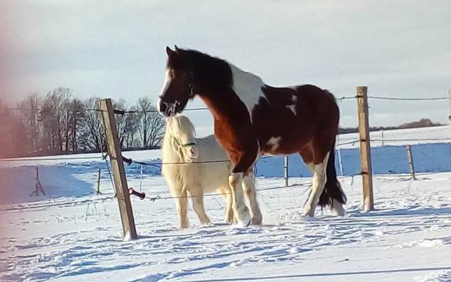 Reiterhof am Litzlbach