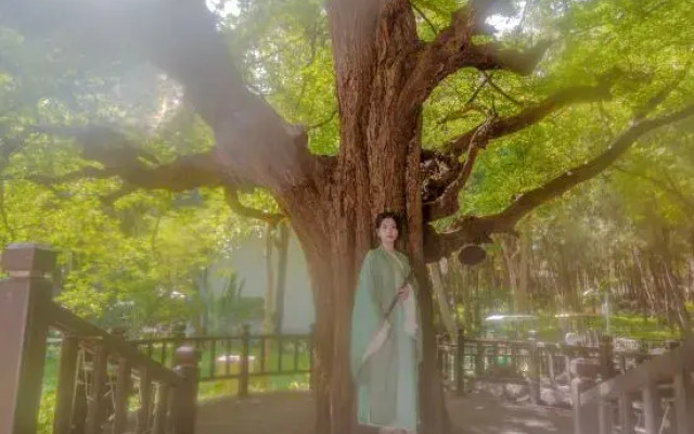 Tree House Nanshan Sanya