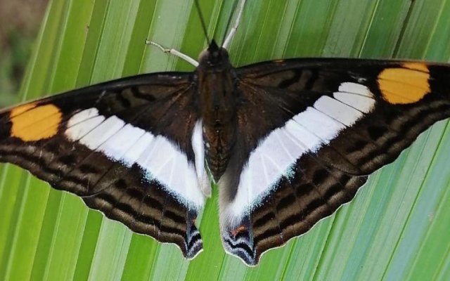 La Ceiba Tree Lodge