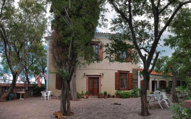 Olive Grove