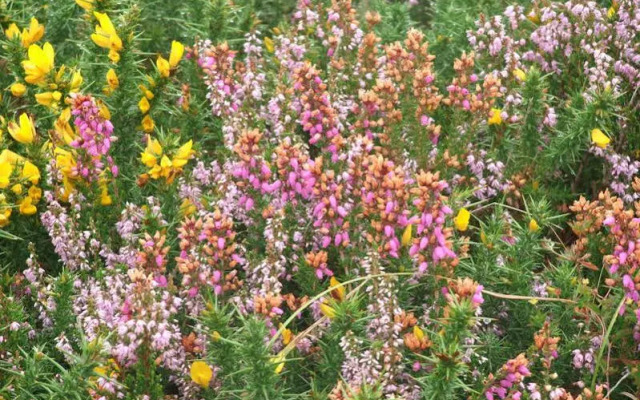 White Heather Farmhouse