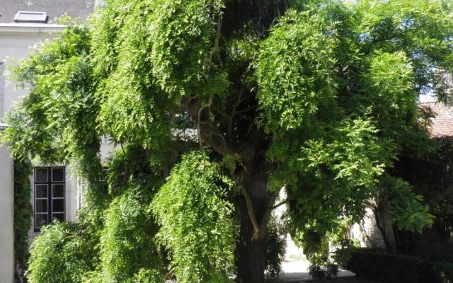 Le Sophora