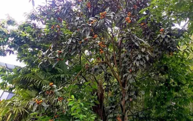 CilanCoco Return to Nature Homestay