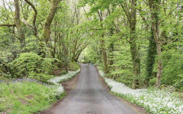 Watch Tree Apartment