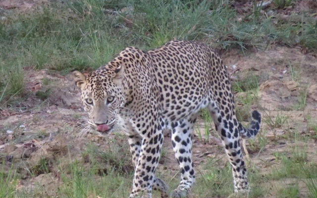 Ruhunu Safari Camping