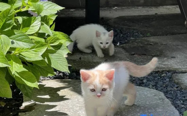 Dali Serene Dusk Homestay