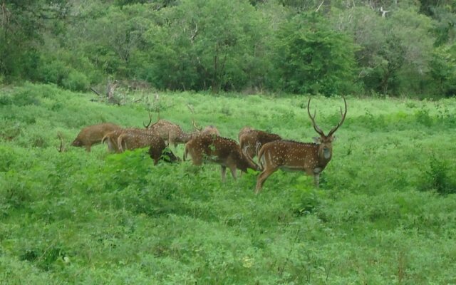 Yala Big Game Drive with Heina Eco Team
