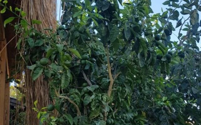 Бутик-отель Alaçati Villa Sunset