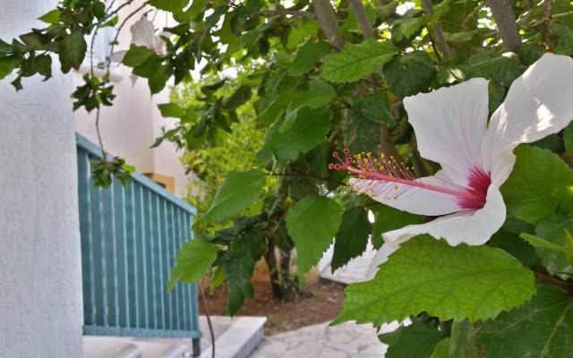 Amazones Sun Studios