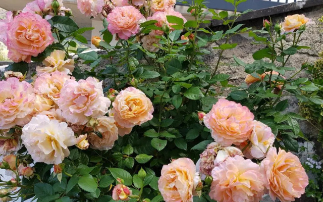 Gartenstudio Anila I. und II.