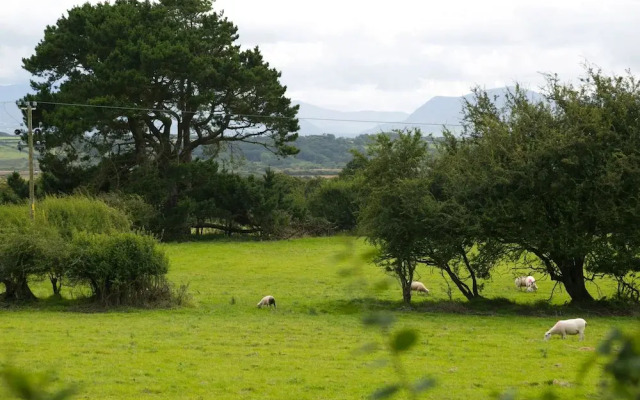 Tyn Llan