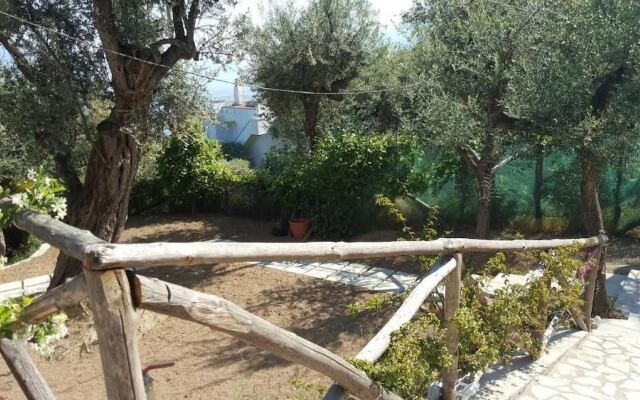 Sorrento Olive Tree Garden