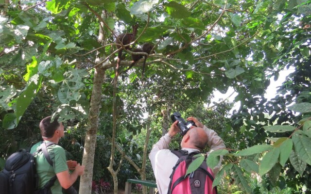 Amazonian Oropendola & tambopata