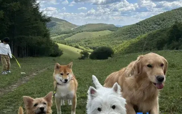 Upper trekking route·Cloud  Way·Snowy mountain view homestay