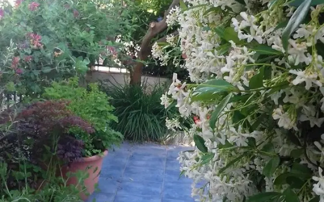 The Jasmine House