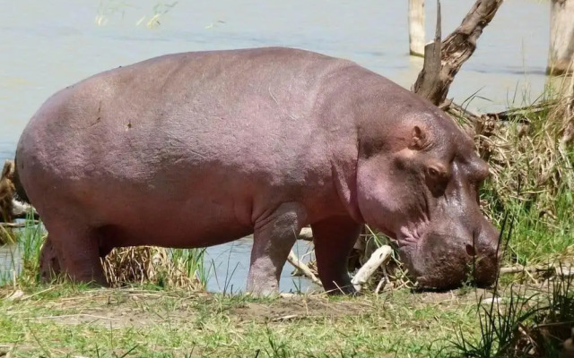 Royal Doves Garden Lake Baringo