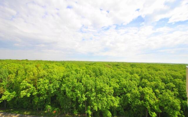 Forest 1