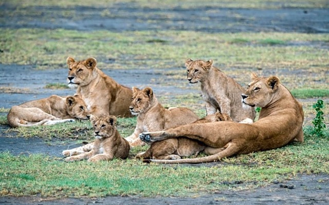 Lake Ndutu Luxury Tented Lodge
