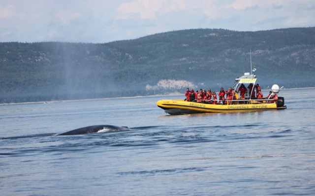 Gîte La Bergeronnette
