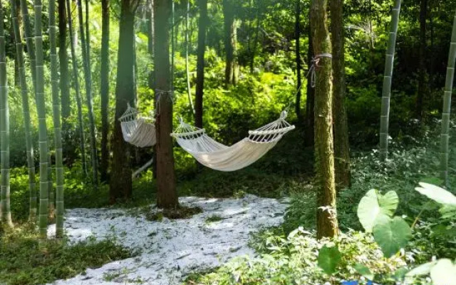 Forest Stream Gully Homestay