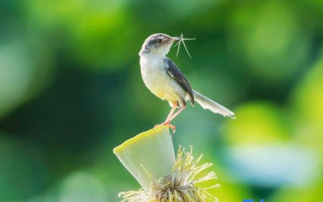 Pu zhe hei he mu Xiao Zhu min su