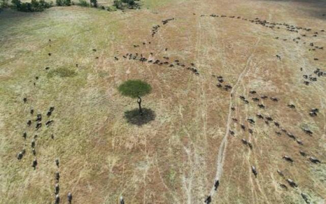 Losokwan Luxury Tented Camp - Maasai Mara