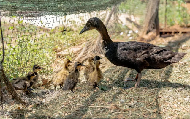 Huerta del Chacho Ronda by Ruralidays