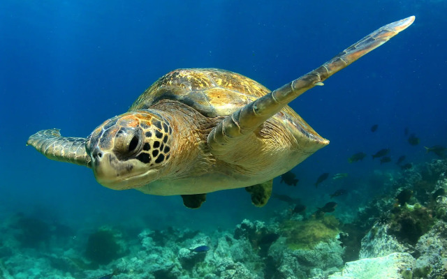 Jumeirah Thanda Island
