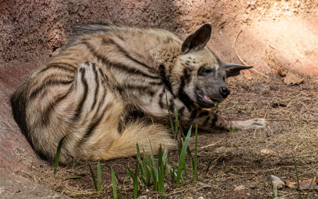 Radisson Blu Hotel Sandton