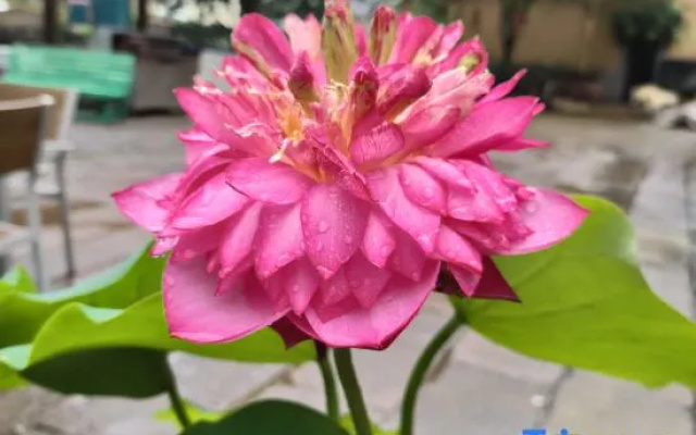 Liangyu Guesthouse (Tonglu Shishe Village)
