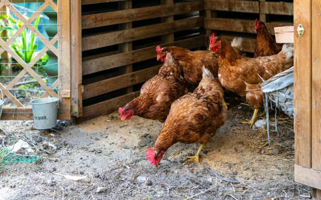 Re Dream Suite a Tema - Rapallo