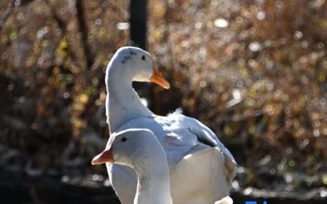 Lijiang junayuanzhu Homestay