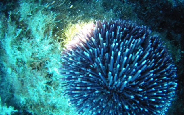 Villaggio & Residence Club Aquilia