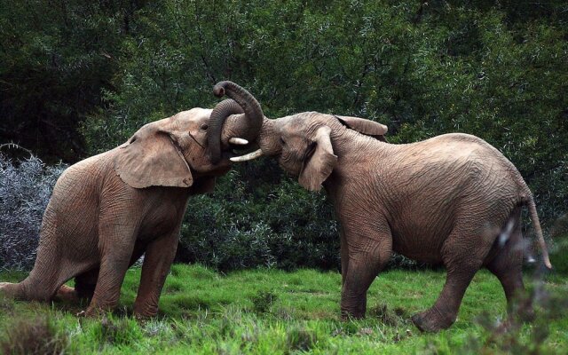 Shamwari Sarili Lodge