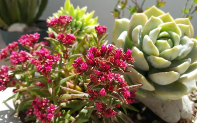 Triplex con terraza única a 50 mts del mar