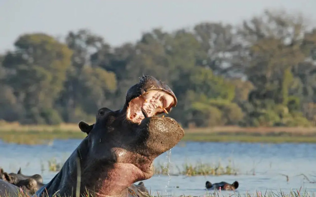 Divava Okavango Resort & Spa