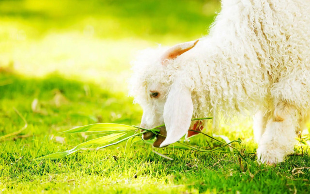 Pai Village Boutique Resort