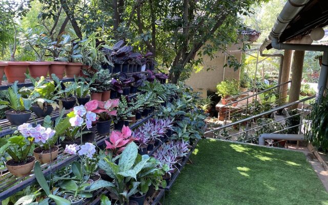Peace Lily Cottage