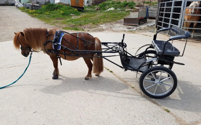 Pferdefreunde Loberhof