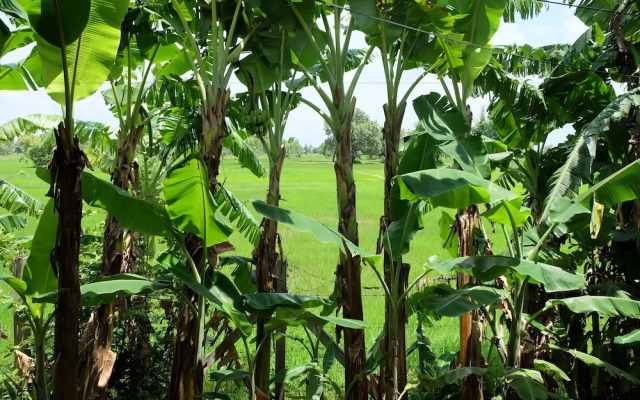 Ai Kham Nonghan View