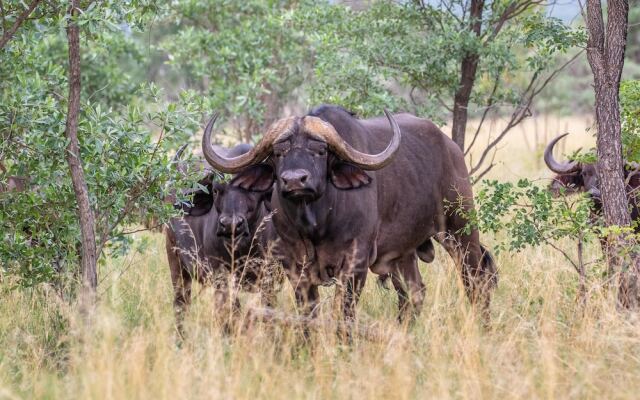 Royal Morubisi Founder's Lodge