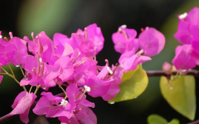 Robinsons Cove Villas