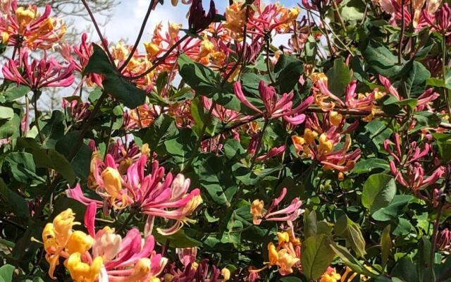 Lynwood House Self Contained Studio