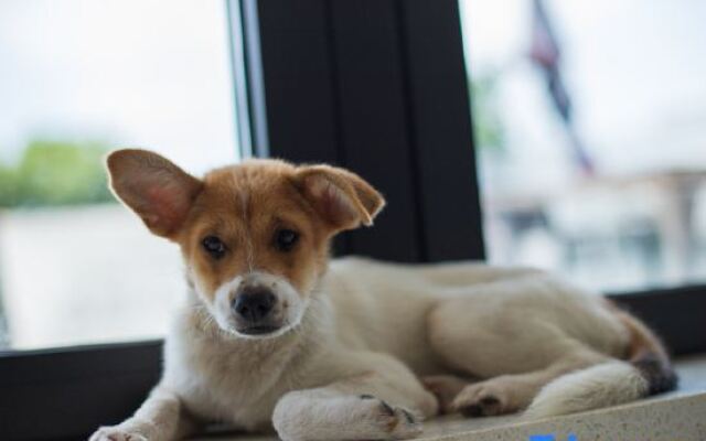 Xiao Zi Zai Yin Yue Countryside (Kunshan Jijiadun Store)