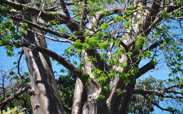 Les Baobabs